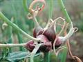 Tree onions, topsetting onions, walking onions